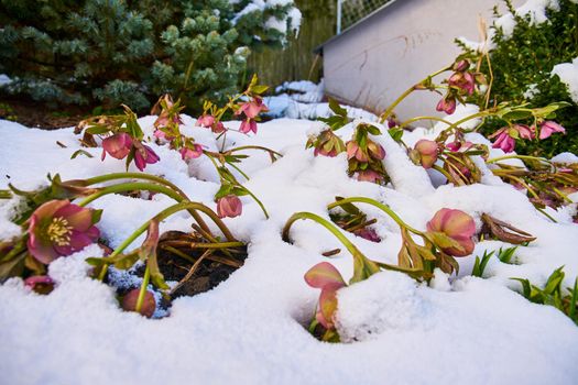 close up of blooming hellebore in snow-covered garden