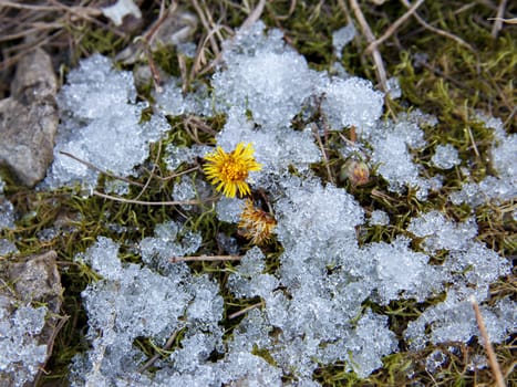 Flower with yellow petals grew among snow on ground. Selective focus