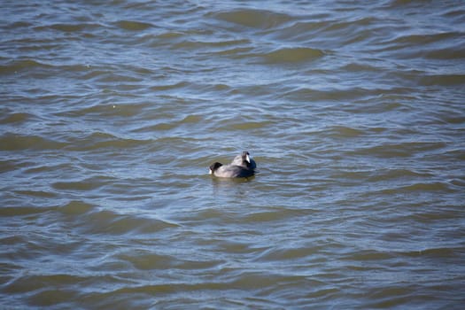 Pair of American coot ducks (Fulica americana) swimming and drinking in choppy water