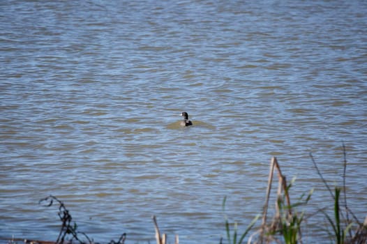 American coot duck (Fulica americana) swimming in pretty water