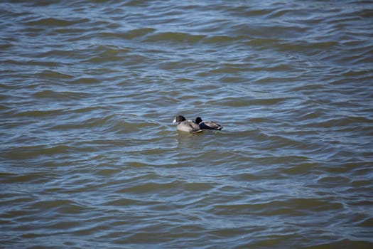 Pair of American coot ducks (Fulica americana) swimming in choppy water