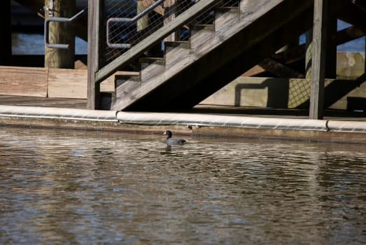 American coot duck (Fulica americana) swimming near a manmade structure