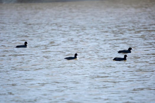 Four duck flock of American coot ducks (Fulica americana) swimming