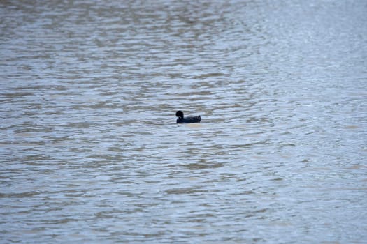 Single American coot duck (Fulica americana) grooming as it swims