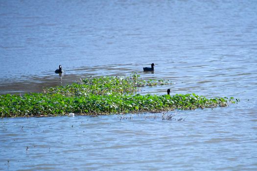 American coot ducks (Fulica americana) foraging in vegetation for food