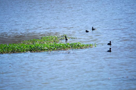 American coot ducks (Fulica americana) foraging in vegetation for food