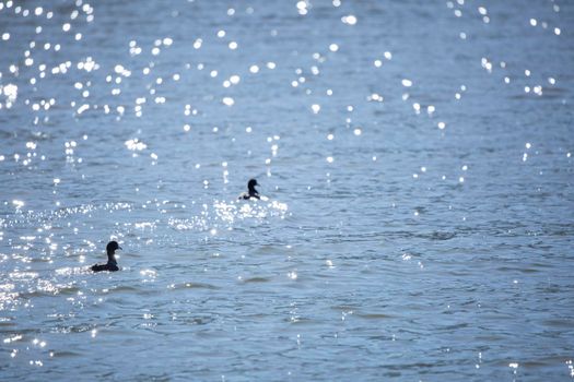 Pair of American coot ducks (Fulica americana) swimming in pretty, bright blue water