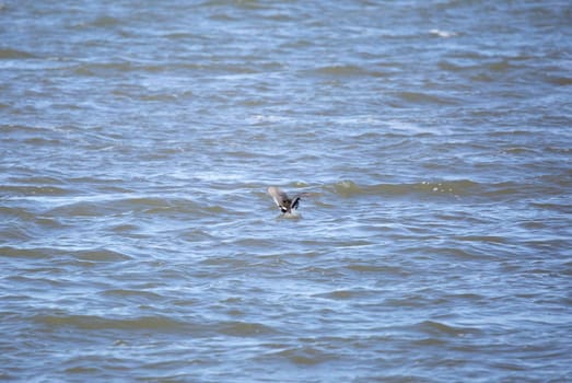 American coot duck (Fulica americana) landing in water