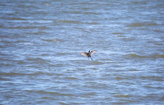 American coot duck (Fulica americana) preparing to land in water