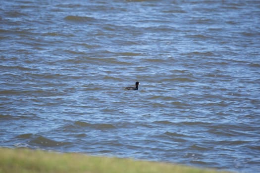 Single American coot duck (Fulica americana) swimming near a shore