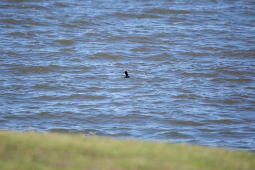 Single American coot duck (Fulica americana) swimming away