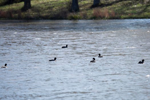 Flock of American coot ducks (Fulica americana) swimming