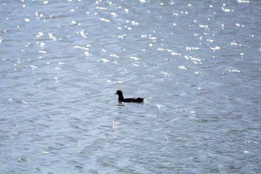 American coot (Fulica americana) swimming through bright water