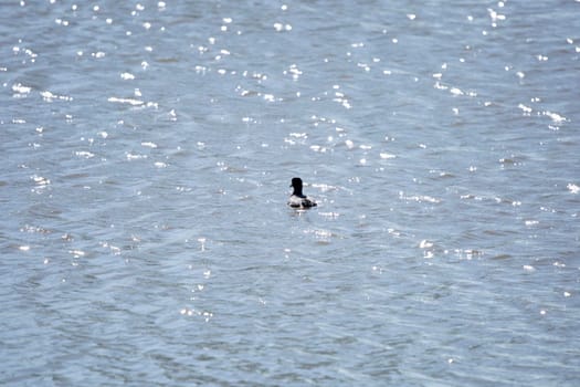 American coot (Fulica americana) swimming through bright water