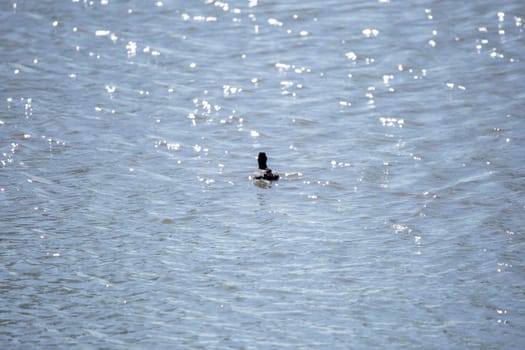 American coot (Fulica americana) swimming through bright water