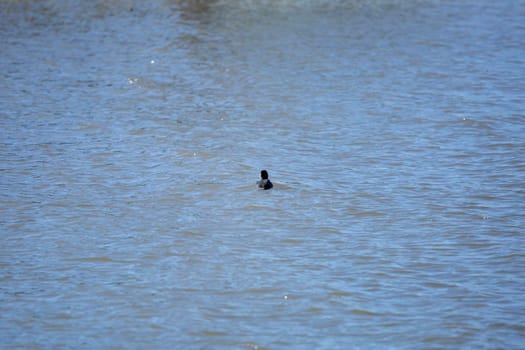 Single American coot duck (Fulica americana) swimming away