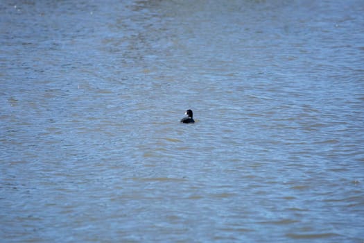 American coot (Fulica americana) looking backward as it swims