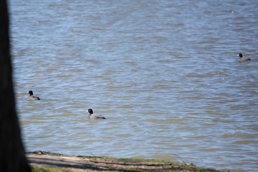 Three American coots (Fulica americana) swimming near a shore