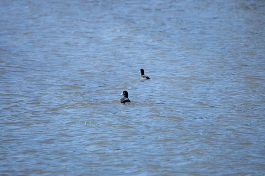 Pair of American coots (Fulica americana) swimming in murky, blue water