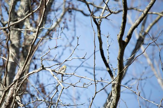 Female American goldfinch (Spinus tristis) on a limb