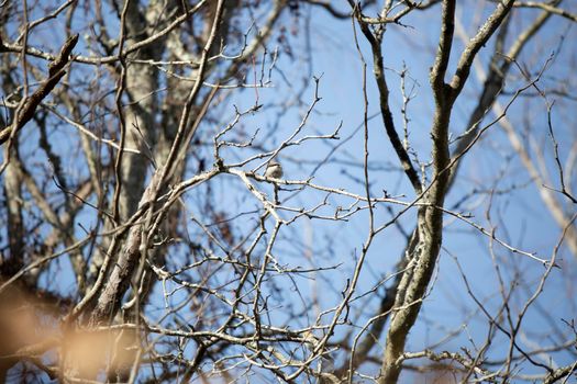 Female American goldfinch (Spinus tristis) facing away on a limb