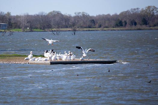 American pelicans (Pelecanus erythrorhynchos) flying toward a pelican flock over a flock of cormorants in the water