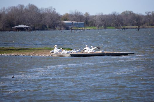 American pelican (Pelecanus erythrorhynchos) landing in a flock of pelicans