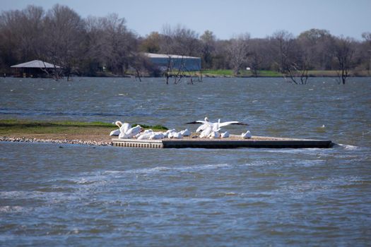 American pelican (Pelecanus erythrorhynchos) landing in a flock of pelicans