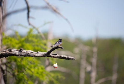 Barn swallow (Hirundo rustica) perched on the branch of a cypress tree near a plastic fishing bobber and fishing string