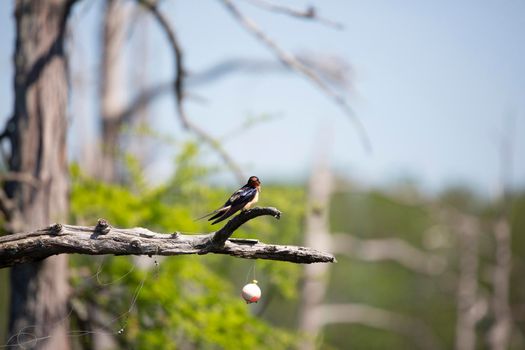 Barn swallow (Hirundo rustica) looking toward the cameras as it is perched on the branch of a cypress tree near a plastic fishing bobber