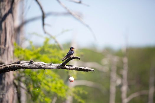 Barn swallow (Hirundo rustica) perched on the branch of a cypress tree near a fishing bobber