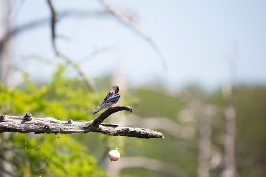 Barn swallow (Hirundo rustica) grooming from a branch on a cypress tree above a fishing bobber