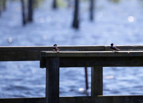 Two barn swallow birds (Hirundo rustica) on a pier near water