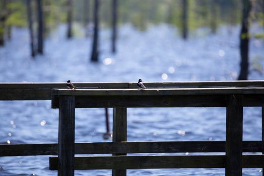 Two barn swallow birds (Hirundo rustica) on a pier near water