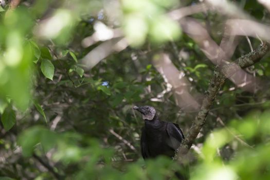 Black vulture (Coragyps atratus) perched in a tree