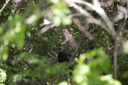 Black vulture (Coragyps atratus) perched in a tree