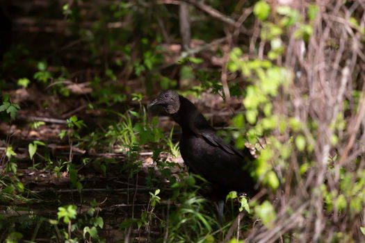 Profile of a black vulture (Coragyps atratus) foraging on the ground