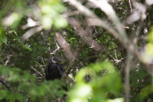 Black vulture (Coragyps atratus) perched in a tree