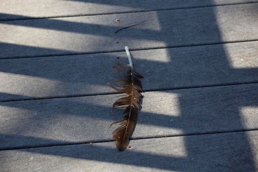 Single black vulture feather (Coragyps atratus) on a walkway