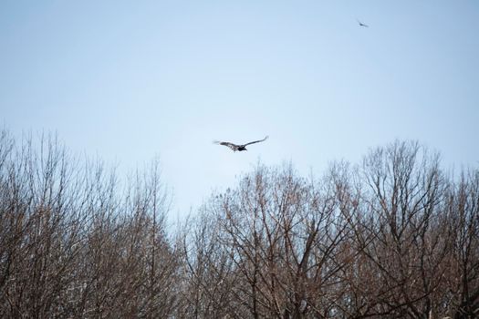 Black vulture (Coragyps atratus) in flight above dried foliage