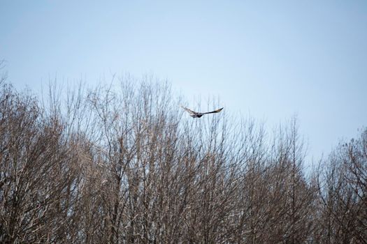 Black vulture (Coragyps atratus) in flight above dried foliage