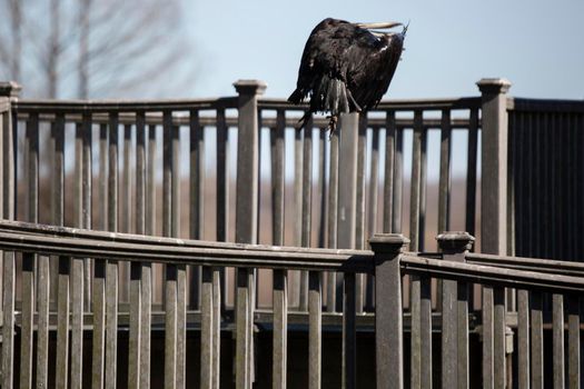 Wet black vulture () perched on a rail