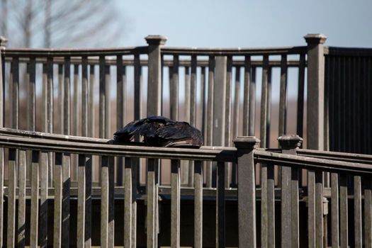 Wet black vulture () perched on a rail