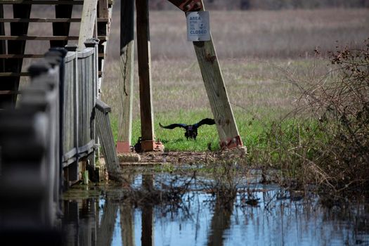 Black vulture (Coragyps atratus) taking off in a national wildlife refuge