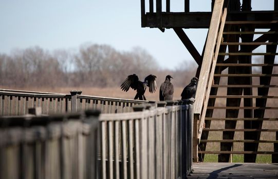 Black vulture (Coragyps atratus) landing on a rail with two other vultures