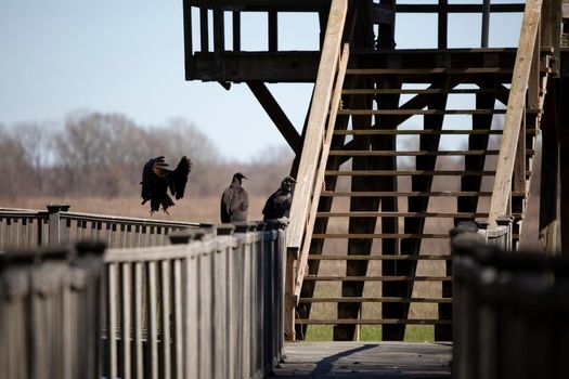 Black vulture (Coragyps atratus) landing on a rail with two other vultures