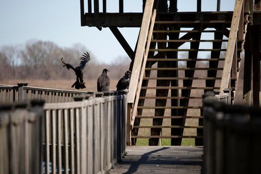 Black vulture (Coragyps atratus) landing on a rail with two other vultures