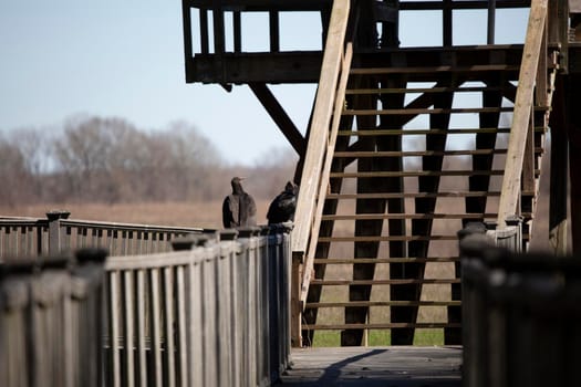 Pair of black vultures (Coragyps atratus) perched on railing