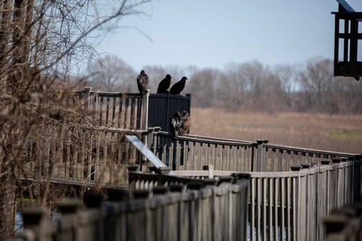 Flock of black vultures (Coragyps atratus) and turkey vultures (Cathartes aura) on railing