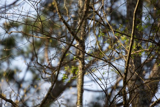 Blue-headed vireo (Vireo solitarius) bird foraging on a tree limb